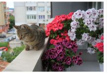 Muškatle se zalivaju svaki 3. dan, kaliope vole jako sunce, a ovaj cvet nipošto ne držite u hladu: Dragica radi u rasadniku i daje savete zlata vredne