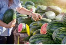 KUCAJTE JE DO SUTRA, OVE TRIKOVE VAM NEĆE REĆI NA PIJACI! Znate li pravilno da izaberete SLATKU lubenicu – evo kako