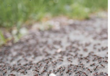 Bježe kao ludi: Ovo je “bijela smrt” za mrave, a nije ni so, ni soda bikarbona!