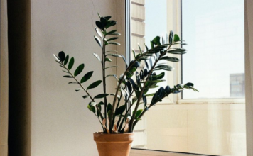 Zamija se ne stavlja bilo gdje: Samo jedno mjesto u domu privlači novac i sreću