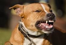 AKO VAS NAPADNE PAS, IZGOVORITE MU SAMO OVU RIJEČ: Tako ćete sebi SPASITI ŽIVOT, kad je ČUJE UKOPAĆE SE U MJESTU