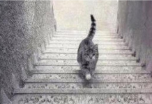 PSIHOLOŠKI TEST – DA LI MAČKA SA SLIKE SILAZI ILI SE PENJE UZ STEPENICE: Odgovor otkriva kakva ste ličnost zapravo!