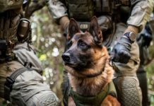 Ema se igrala s kredom ispred kuće kad je njenoj majci zazvonio telefon: Tad joj se gubi svaki trag dok nakon 13 godina pas nije otkrio ovo par metara dalje