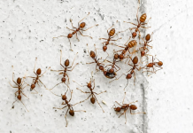 Domaći trik za rješavanje mrava u šupi i vrtu: Stavila sam ga na zemlju i sutradan nije bilo mrava!