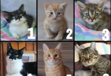 TEST LIČN0STI: 0daberite mačku koja vas najviše privlači, 0na će vam 0tkriti NEŠT0 JAK0 BITN0