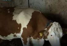 “Ovo se nije ranije desilo”: Čudo potreslo Srbiju: Krava Beba šokirala sve