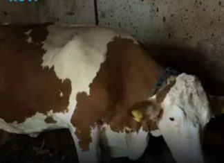 “Ovo se nije ranije desilo”: Čudo potreslo Srbiju: Krava Beba šokirala sve