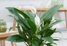 Ljiljan mira, zaboravi vodu: zalij ga ovim i trajaće ti zauvijek….