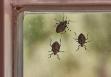 LJUDI, POMEŠATAJU OVO U ČINIJU I SMRDIBUBE SE VIŠE NIKADA NEĆE POJAVITI! Invazija NAPASTI JE u JEKU, SPAS JE U…