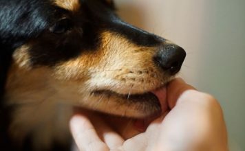 ZNATE LI ŠTA ZNAČI AKO VAM PAS LIŽE RUKU: Nije ljubav, evo šta želi da vam poruči