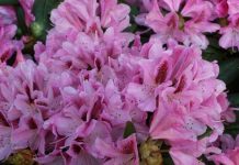 Cvijet koji preživljava i najhladnije dane: Posadite ga sada i uživajte u ljepoti cijele godine