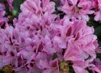 Cvijet koji preživljava i najhladnije dane: Posadite ga sada i uživajte u ljepoti cijele godine