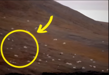 Turisti su mislili da su ugledali ovce, ali kad su prišli bliže, ostali su u NEVJERICI!