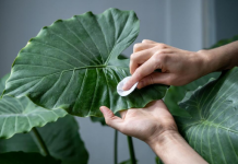 Zašto adam plače? Evo šta prouzrokuje kapljice vode na listovima i šta vam time biljka poručuje