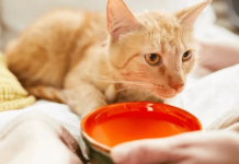 Mačka vam prolijeva vodu? Ne ignorišite ovaj znak…Ona vam ovo pokušava reći!!!!