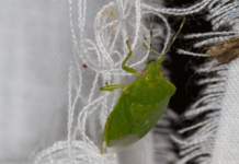 SMRDIBUBE SE UŽASNO PLAŠE JEDNE STVARI: Samo stavite ovo i BJEŽAT ĆE OD VAŠE KUĆE