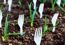 ZABIO JE PLASTIČNE VILJUŠKE U ZEMLJU PO CIJELOJ SVOJOJ BAŠTI: Nikome nije bilo jasno ZAŠTO, a onda su otkrili razlog – GENIJALNO