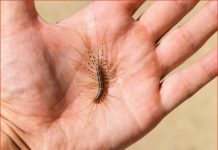 VEĆ SU SVUDA! AKO VIDITE OVU BUBU NA ZIDU, NI SLUČAJNO JE NE UBIJAJTE: Jezive su, ali ukazuju na jedan veliki problem koji imate u kući