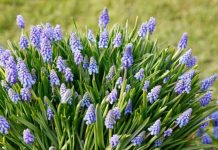 3 cveta koja se sade u oktobru, a donose predivno šarenilo na proleće: Uspeva i u saksiji, odlično za terase