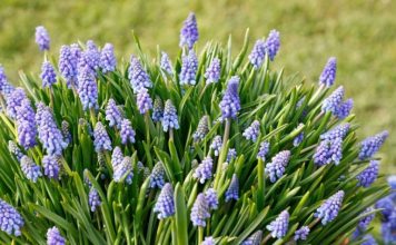 3 cveta koja se sade u oktobru, a donose predivno šarenilo na proleće: Uspeva i u saksiji, odlično za terase