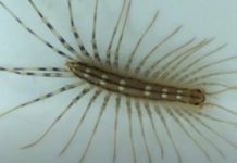 AKO VIDITE OVU BUBU NA ZIDU, NI SLUČAJNO JE NE UBIJAJTE: Ukazuju na jedan veliki problem koji imate u kući