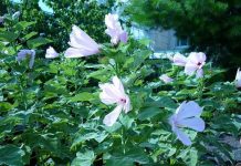 DOKTORI OVO KRIJU: Izbacite sav ŠLAJM IZ PLUĆA I SEKRET IZ SINUSA pomoću ovog prirodnog napitka!