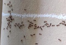 Jedna prosta namirnica koju svi imaju u kući će oterati mrave zauvek: Pospite ovo i beže odmah