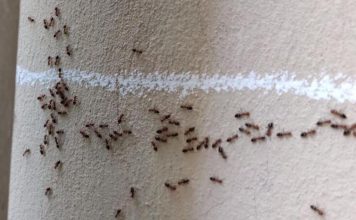 Jedna prosta namirnica koju svi imaju u kući će oterati mrave zauvek: Pospite ovo i beže odmah