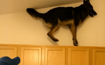 U poslednje vreme moj pas je stalno penjao na gornje kuhinjske ormariće i glasno režao. U početku sam mislila da je poludeo, ali sam na kraju shvatila na šta tačno laje.