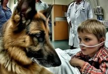 Pre operacije, dečak je jako zagrlio svog psa, ali neočekivano ponašanje ljubimca iznenadilo je sve lekare.