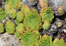 Čim ustanem pojedem po 1 list čuvarkuće: Evo šta mi se desilo NAKON SAMO PAR DANA!