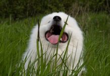 AKO STE MISLILI DA PAS JEDE TRAVU ZBOG PROBLEMA SA STOMAKOM PREVARILI STE SE: EVO šta je prava istina, morate znati