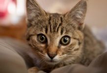 Ako vam je na kućni prag došla nepoznata mačka, to znači samo jedno – PRIPREMITE SE