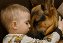 Dečak i njegov pas zaspali su, zagrljeni na sofi, a roditelji su bili dirnuti tim prizorom, sve dok sledećeg jutra, ulazeći u sobu, nisu bili zapanjeni onim što su videli.