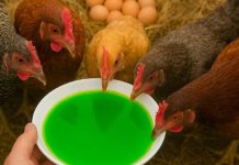 Kako OVO nisam znao ranije | Moje KOKOŠKE svaki dan snesu 100 jaja!