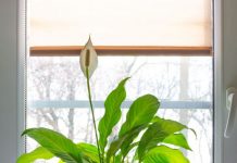 5 biljaka koje su idealan poklon za slavu: Privlače zdravlje, sreću i prosperitet i traju godinama