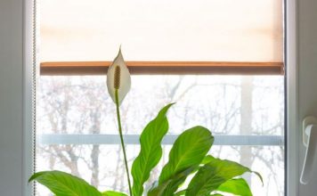 5 biljaka koje su idealan poklon za slavu: Privlače zdravlje, sreću i prosperitet i traju godinama