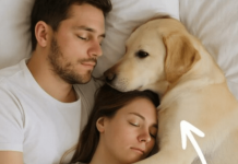 Pas koji nikada nije ulazio u spavaću sobu probudio nas je noću — i odmah smo shvatili zašto.