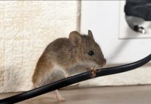 DOMAĆI TRIK DA SE RIJEŠITE MIŠEVA U STANU ILI PODRUMU