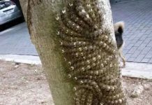 Moja ćerka je skoro dotakla opasni fenomen na drvetu – šta svako treba da zna