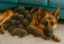 Muškarac je na putu pronašao trudnu nemačku ovčarku; kada je pas oštenio, veterinar je iznenađeno otkrio ko se pojavio na svetu.