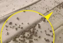 Jutros sam, točno ispod muževog jastuka, na zaštiti madraca, pronašla ove sitne smeđe mrvice