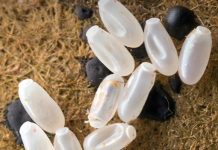 Primijetila sam čudne bele tačkice na krevetu — ono što sam kasnije otkrila bilo je zaista zastrašujuće.