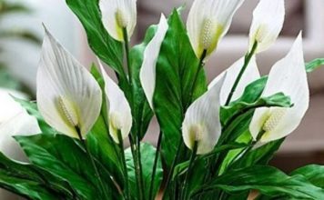 Muka vam je od čekanja da vaš spathiphyllum procvjeta? Ovih šest savjeta promijenilo je sve za mene