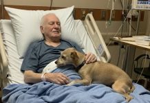 Dozvolili su njegovom psu da se oprosti — nekoliko sati kasnije, medicinska sestra je otvorila vrata… i ispustila sve dokumente.