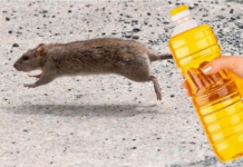 Nekoliko kapi ovog proizvoda će vam pomoći da TRAJNO otjerate miševe iz kuće: Slijedite OVU proceduru!