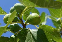 Dijabetičari počeli da ga piju svaki dan: Čaj koji reguliše nivo šećera, telesnu težinu i još 10 bolesti! (RECEPT)