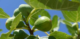 Dijabetičari počeli da ga piju svaki dan: Čaj koji reguliše nivo šećera, telesnu težinu i još 10 bolesti! (RECEPT)