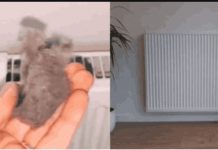 EVO KAKO DA OČISTITE RADIJATORE ZA MINUTU: Bolju foru niste vidjeli, kako se niko ranije nije sjetio ovoga?!