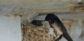 AKO IMATE GNIJEZDO LASTAVICA, nipošto ga ne dirajte: Evo šta ono znači prema narodnom vjerovanju